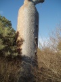 baobabe avec escalier